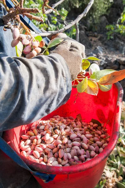 Temporada de cosecha de pistacho — Foto de Stock