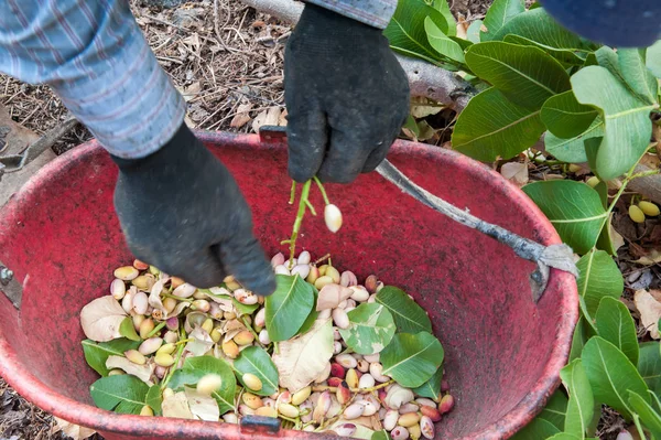 Fıstıklı hasat mevsimi