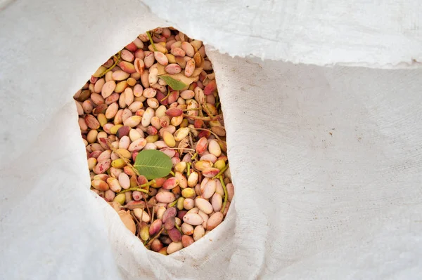 Fıstıklı hasat mevsimi