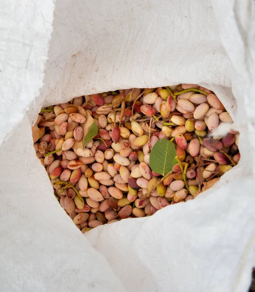 Fıstıklı hasat mevsimi