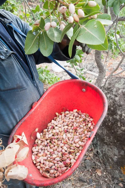Fıstıklı hasat mevsimi