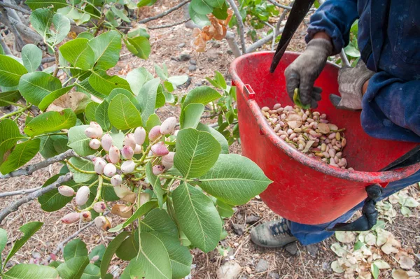 Fıstıklı hasat mevsimi