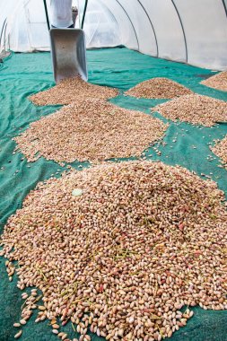 Fıstıklı hasat mevsimi