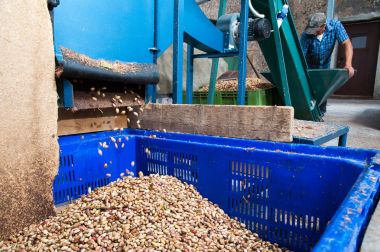 Fıstıklı hasat mevsimi