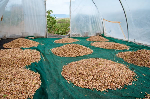 Fıstıklı hasat mevsimi