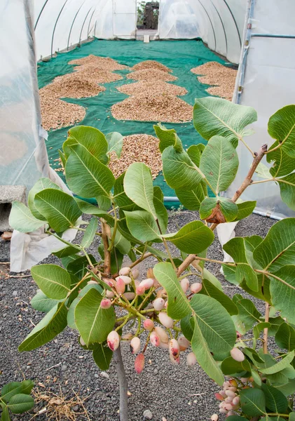 Fıstıklı hasat mevsimi