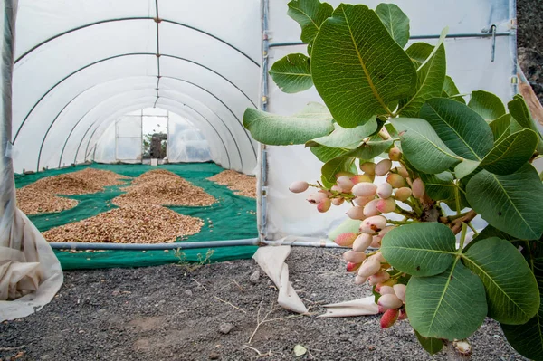 Fıstıklı hasat mevsimi