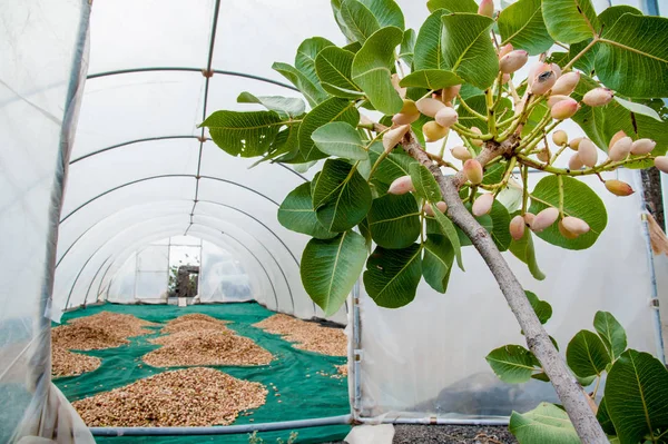 Fıstıklı hasat mevsimi