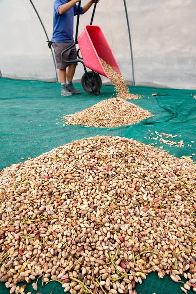 Fıstıklı hasat mevsimi