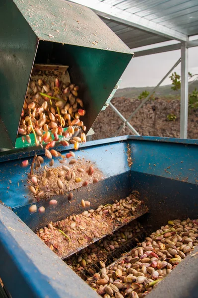 Fıstıklı hasat mevsimi