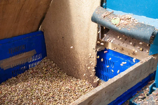 Fıstıklı hasat mevsimi