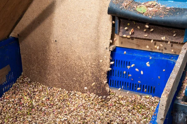 Fıstıklı hasat mevsimi