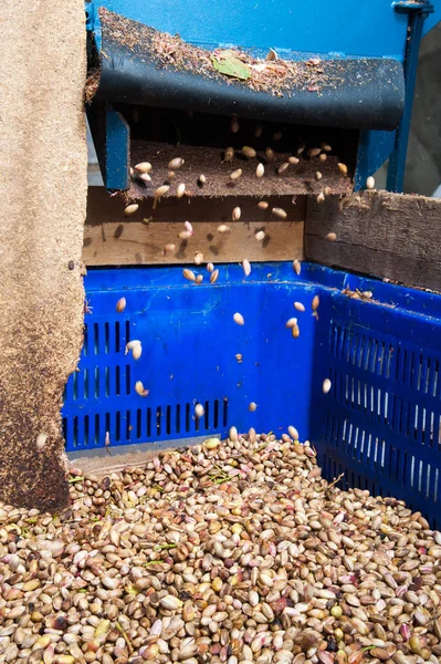 Fıstıklı hasat mevsimi