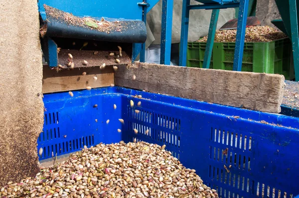 Temporada de cosecha de pistacho — Foto de Stock