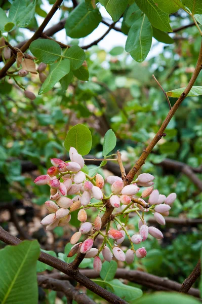 Fıstıklı hasat mevsimi