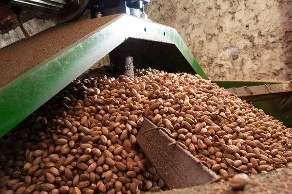 Fıstıklı hasat mevsimi