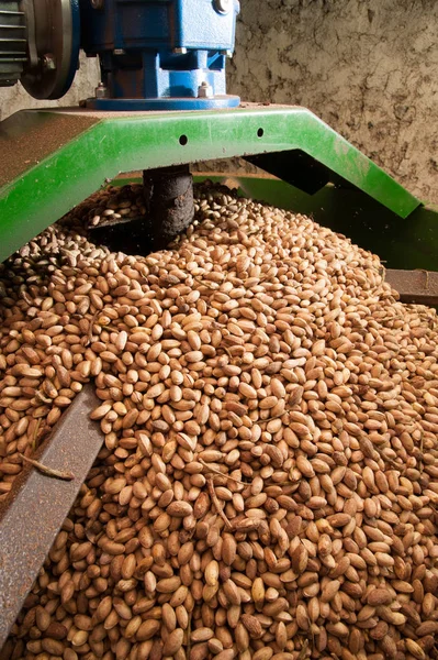 Fıstıklı hasat mevsimi