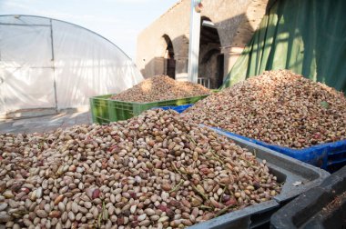 Fıstıklı hasat mevsimi