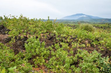 Sicilya 'da fıstık Korusu