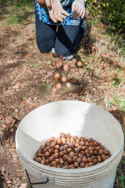 Fındık hasat zamanı