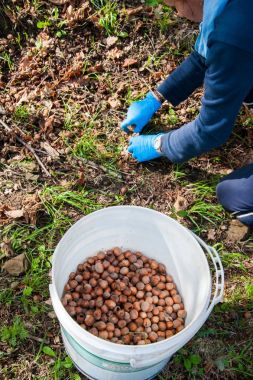 Fındık hasat zamanı