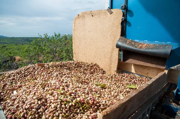 Temporada de cosecha de pistacho — Foto de Stock