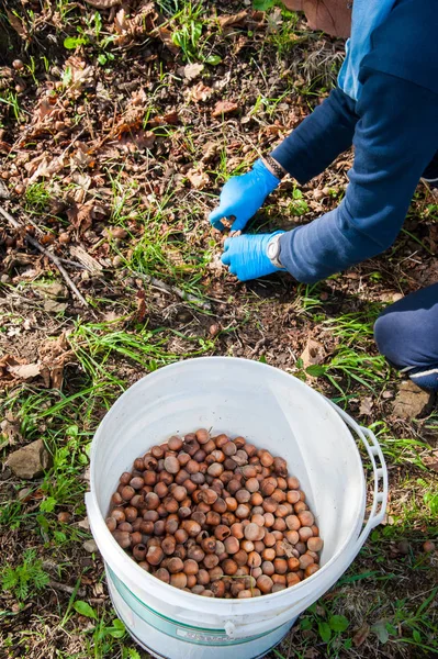 Fındık hasat zamanı