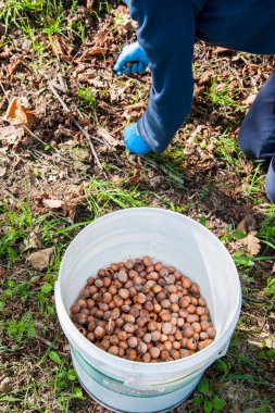 Fındık hasat zamanı