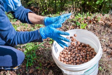 Fındık hasat zamanı