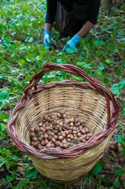 Fındık hasat zamanı
