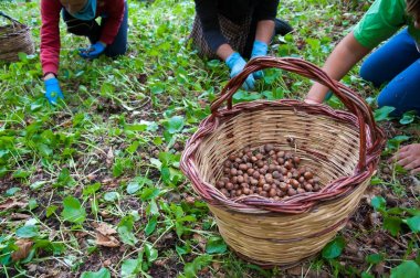 Fındık hasat zamanı