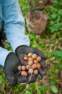 Fındık hasat zamanı