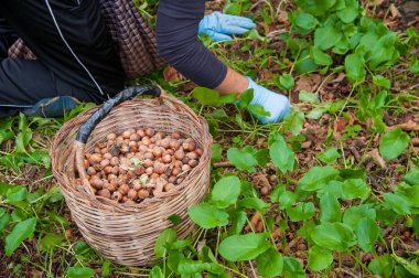 Fındık hasat zamanı