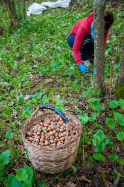 Fındık hasat zamanı