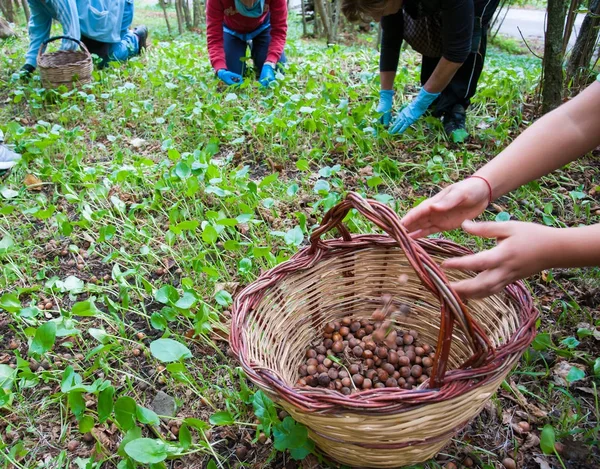 Fındık hasat zamanı