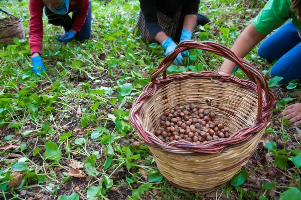 Fındık hasat zamanı