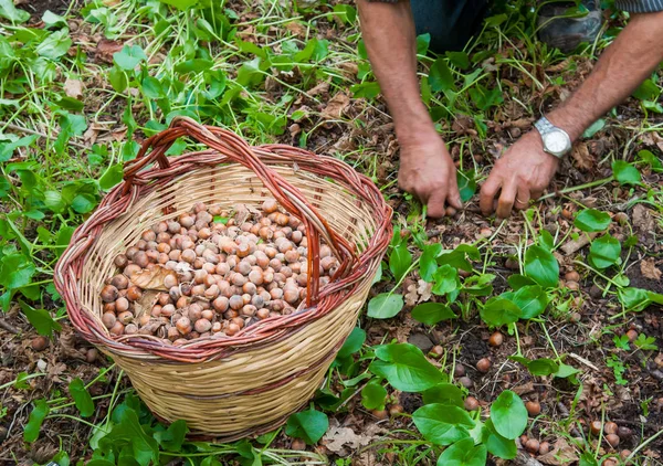 Fındık hasat zamanı