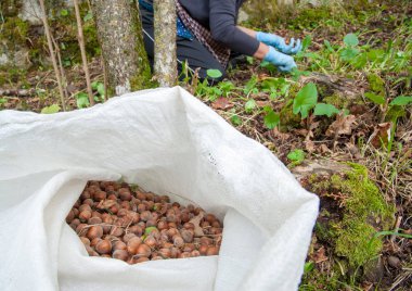 Fındık hasat zamanı