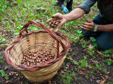 Fındık hasat zamanı