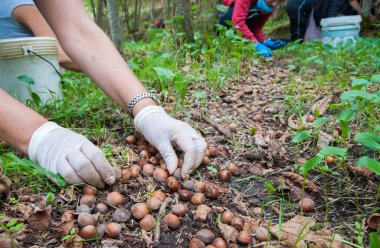 Fındık hasat zamanı