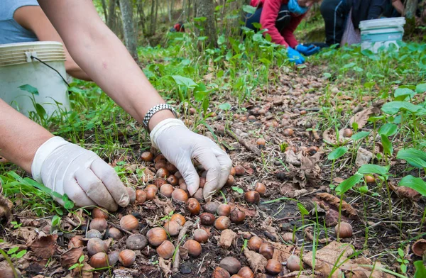 Fındık hasat zamanı