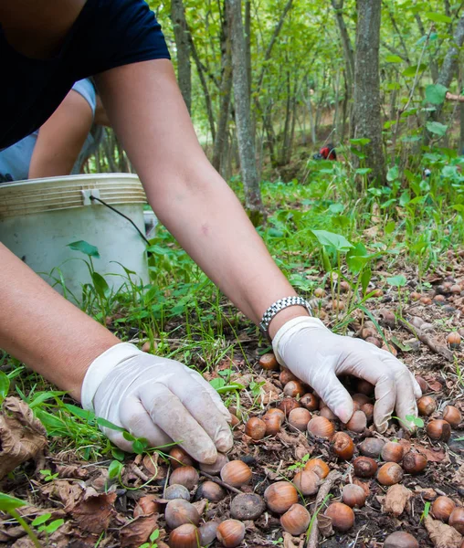 Fındık hasat zamanı