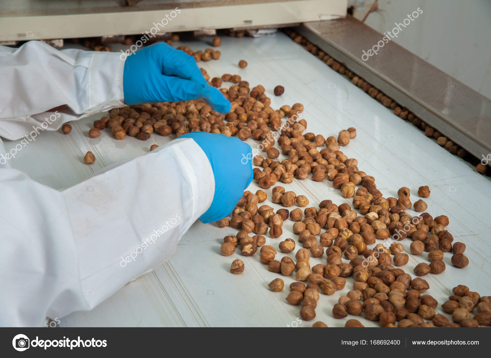 The processing of hazelnuts Stock Photo by ©siculodoc 168692400