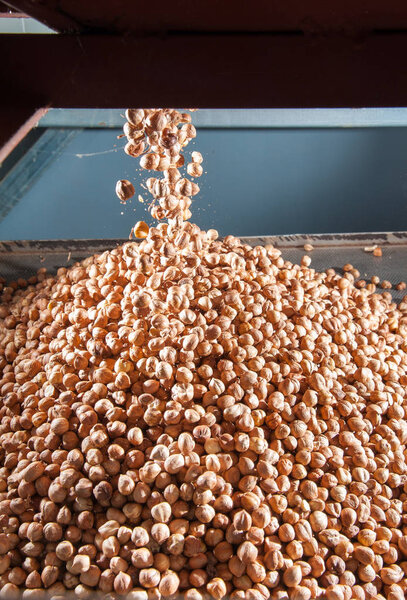 The processing of hazelnuts