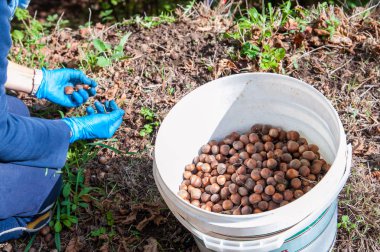 Fındık hasat zamanı