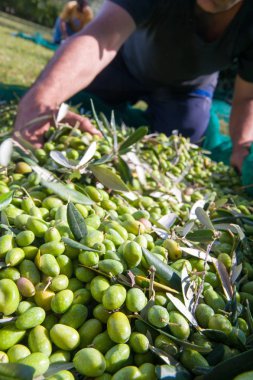 Zeytin malzeme çekme zamanı