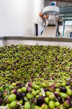 Zeytin yağı yapımı