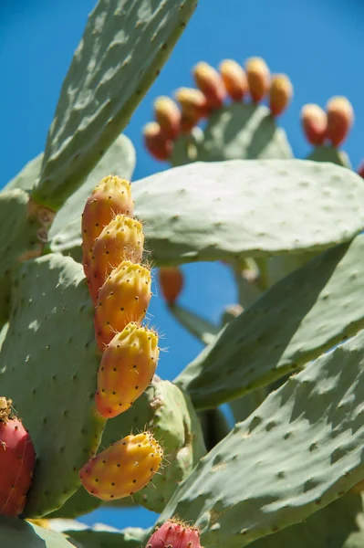 Cactus plant and prickly pears — Stock Photo, Image