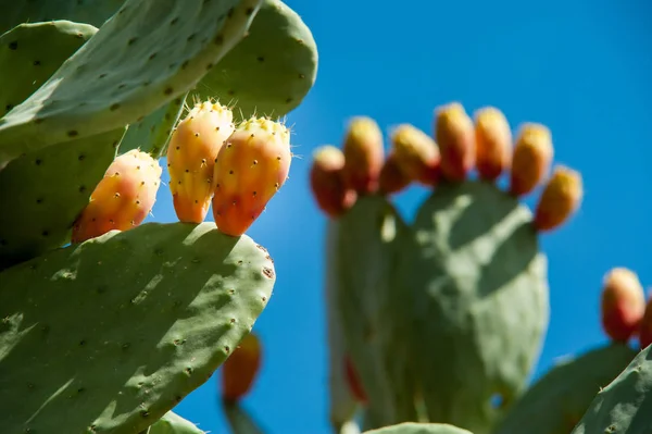 Cactus plant and prickly pears — Stock Photo, Image