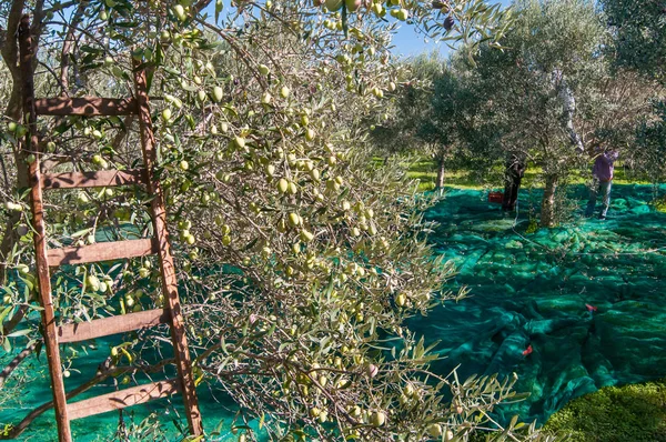 Olive picking time — Stock Photo, Image